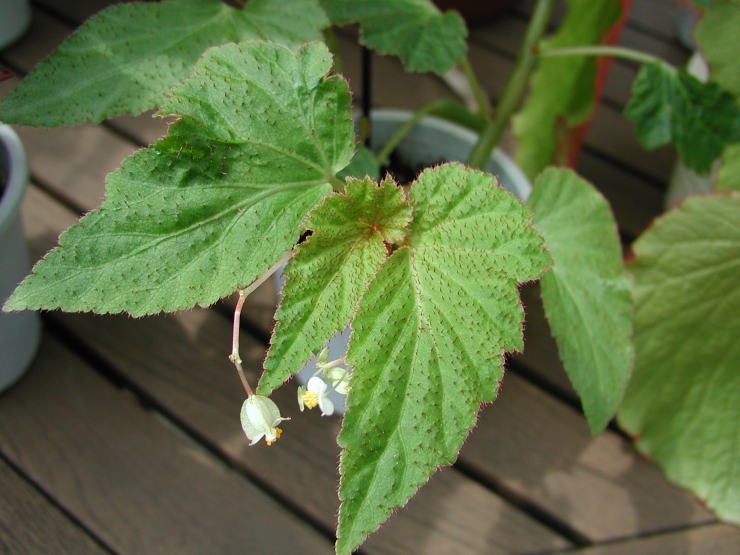 �t�~���X�E�|���e���[�i